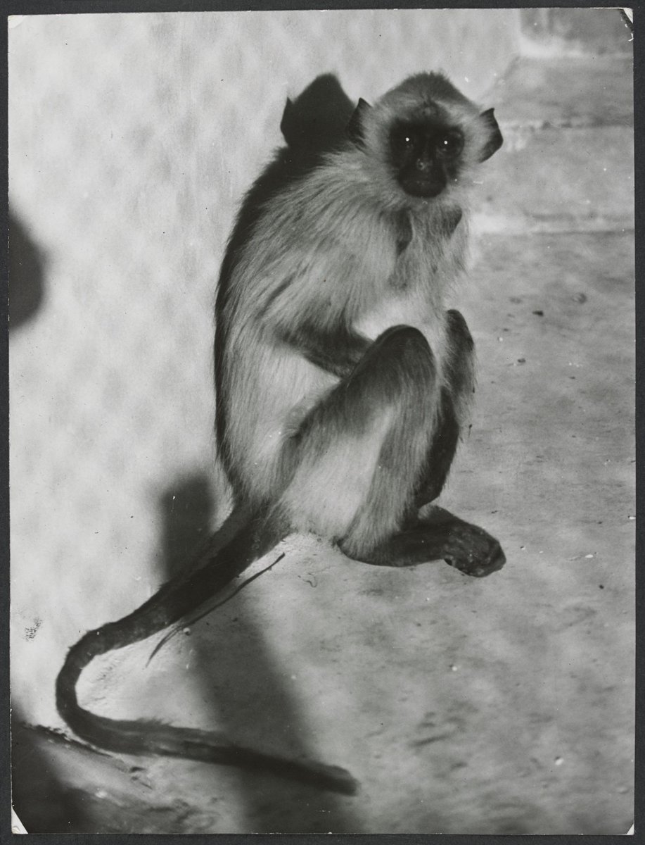 Chimpanzees and other primates at Australian zoos, mainly Melbourne zoo, Parkville (1937–54)