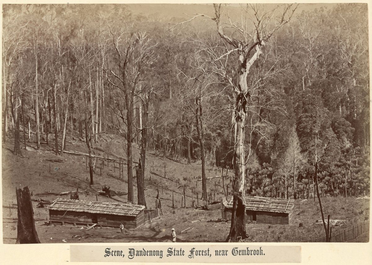 Scene, Dandenong State Forest, near Gembrook (c. 1882)