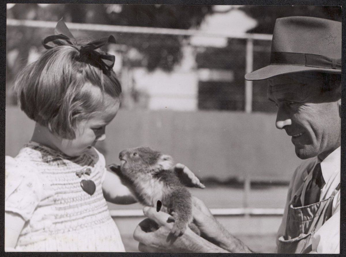 Janice Robinson and Jack Pinches at Melbourne zoo with baby koala, Parkville (1944)