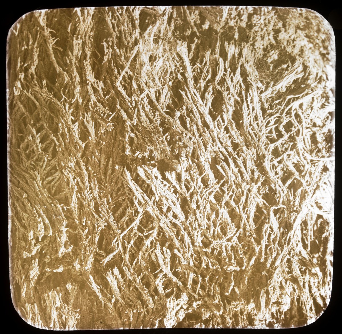 Bark of Eucalypt (Box), Eltham (1875–1938)
