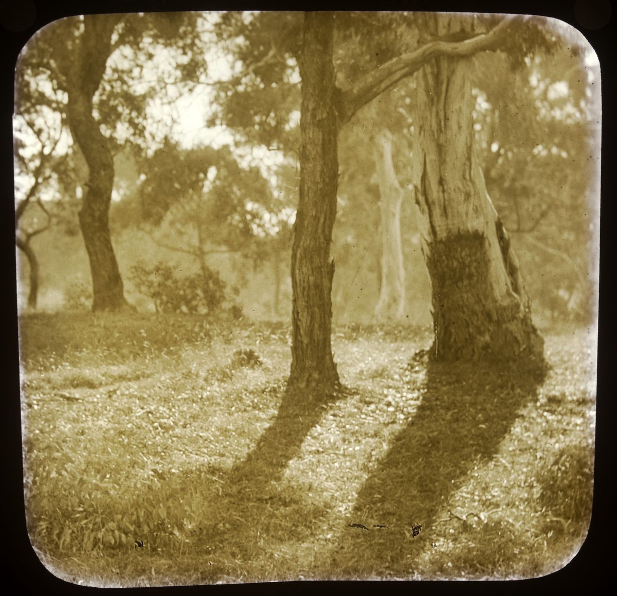 Forest Scene, Eltham (1875–1938)