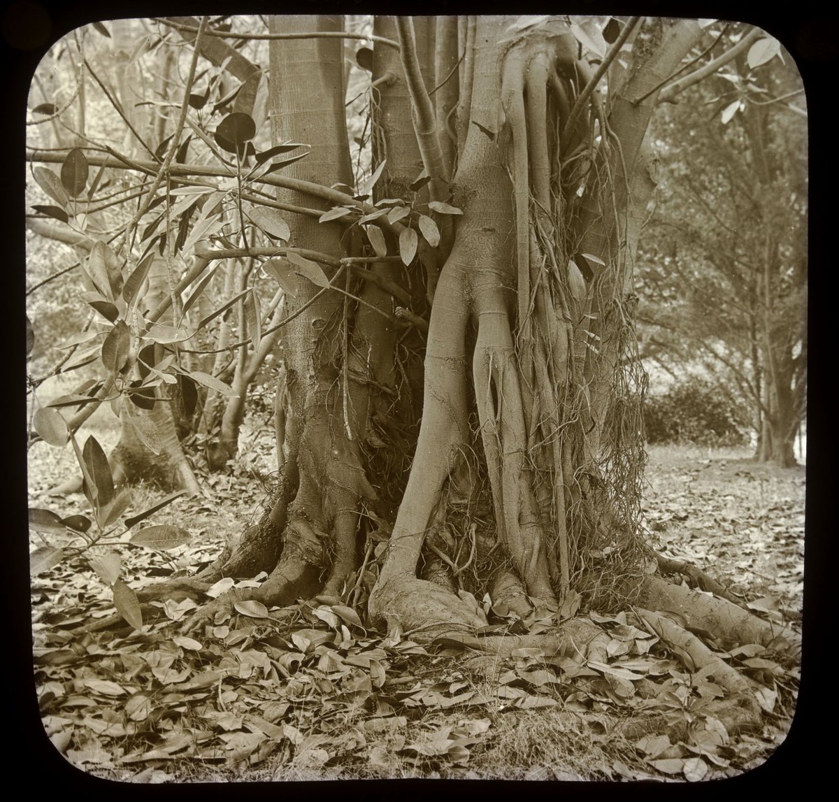 Moreton Bay Fig, Fitzroy Gardens, East Melbourne (1875–1938)