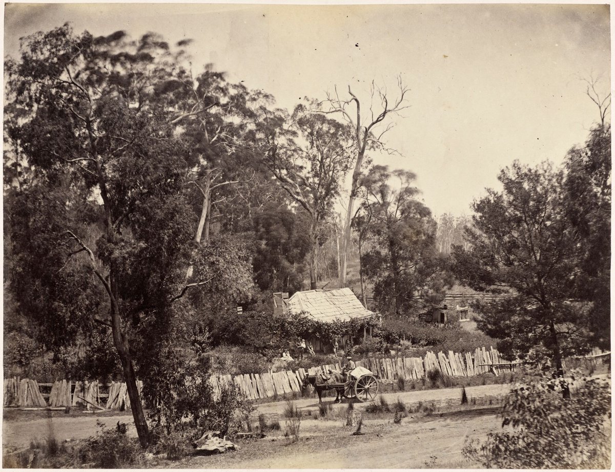 Dandenong State Forest - view on the road nr.[i.e. near] Fern-tree gully (c. 1860)