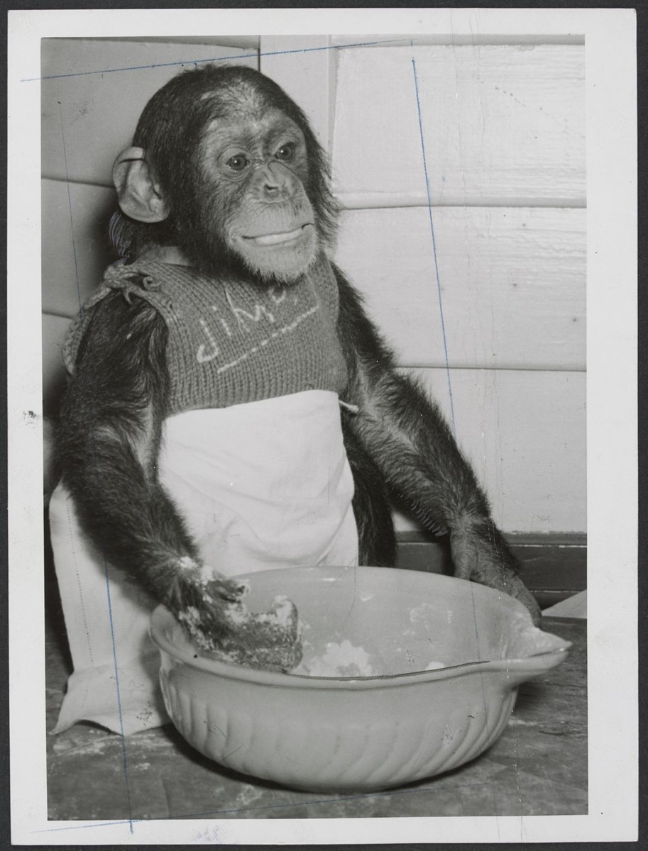 Chimpanzees and other primates at Australian zoos, mainly Melbourne zoo, Parkville (1937–54)