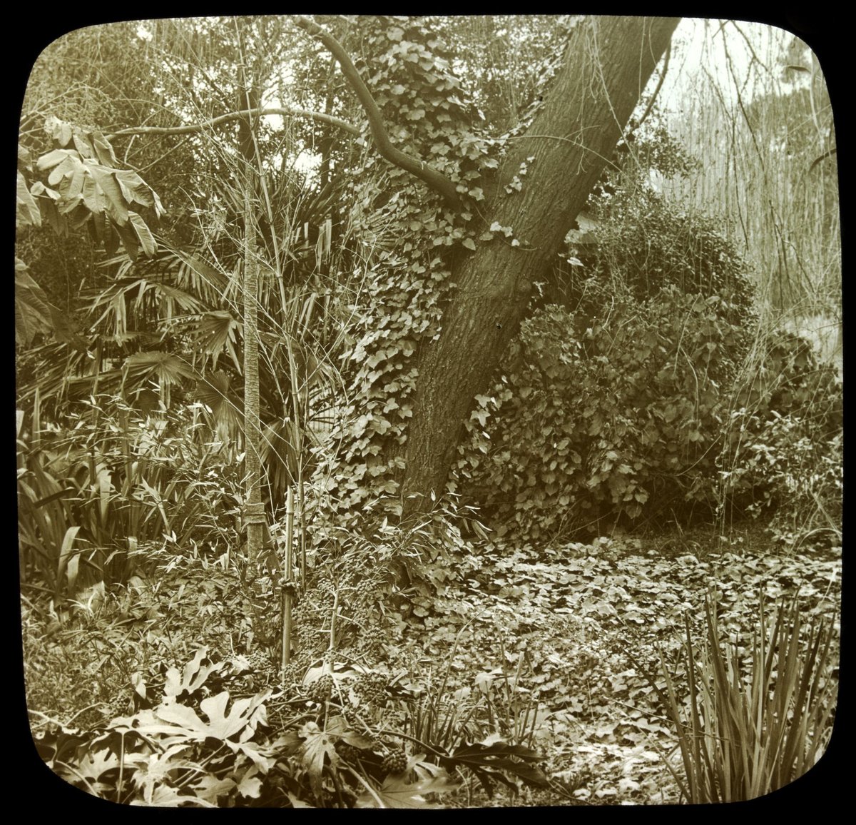 Fitzroy Gardens, Melb. i.e. Melbourne, East Melbourne (1875–1938)