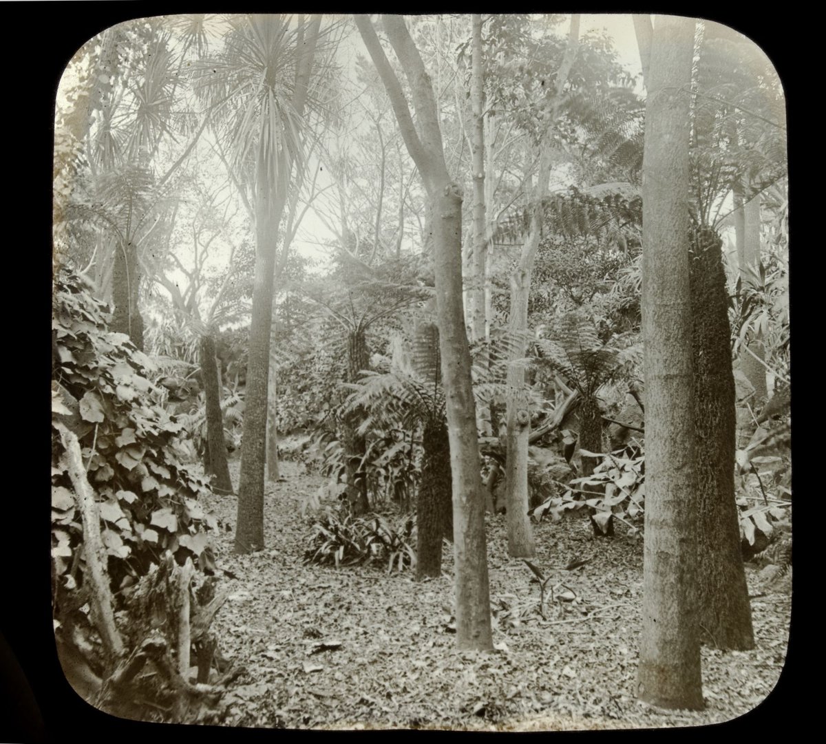 In the garden Govt. [i.e. Government] House, Melbourne, Melbourne City (1875–1938)