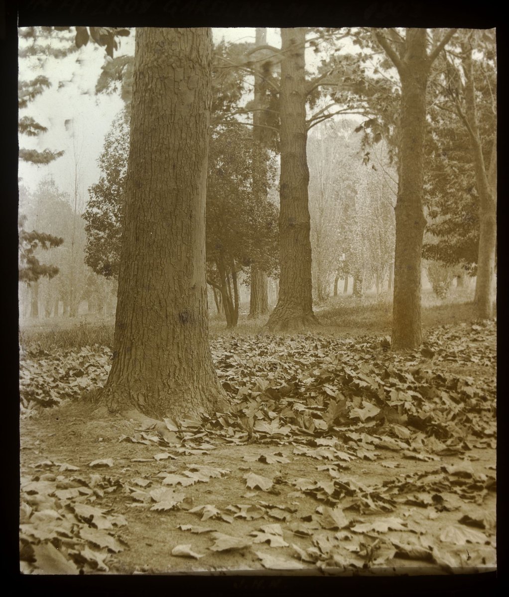 In Fitzroy Gardens, Melbourne, 1903 [in autumn], East Melbourne