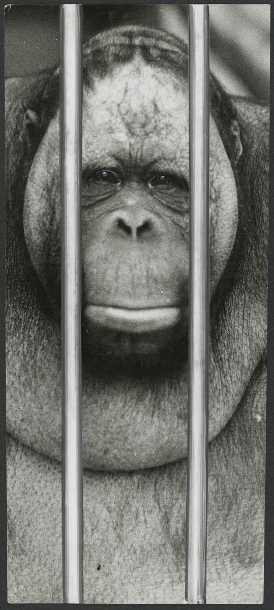 Chimpanzees and other primates at Australian zoos, mainly Melbourne zoo, Parkville (1937–54)
