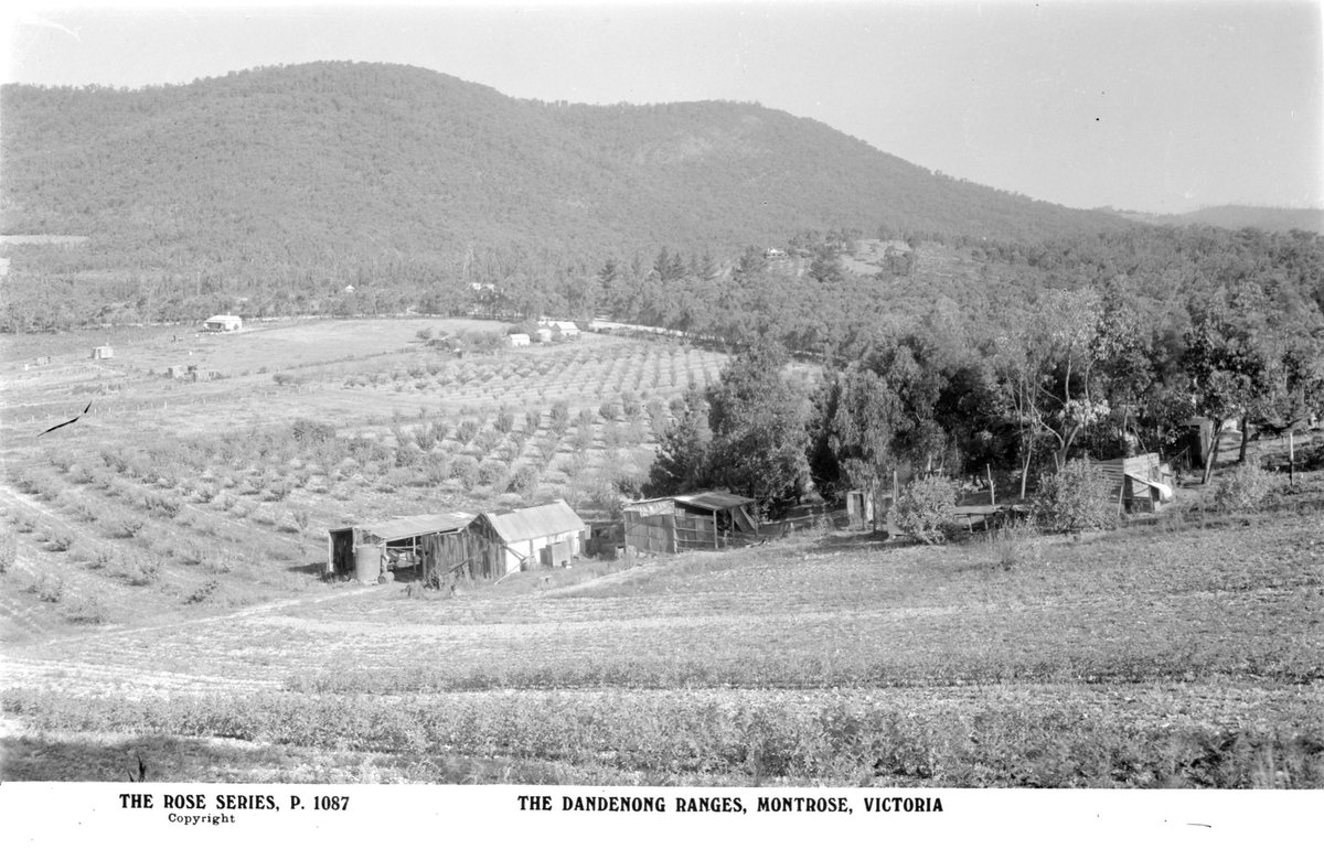 The Dandenong Ranges, Montrose, Victoria (1920–54)