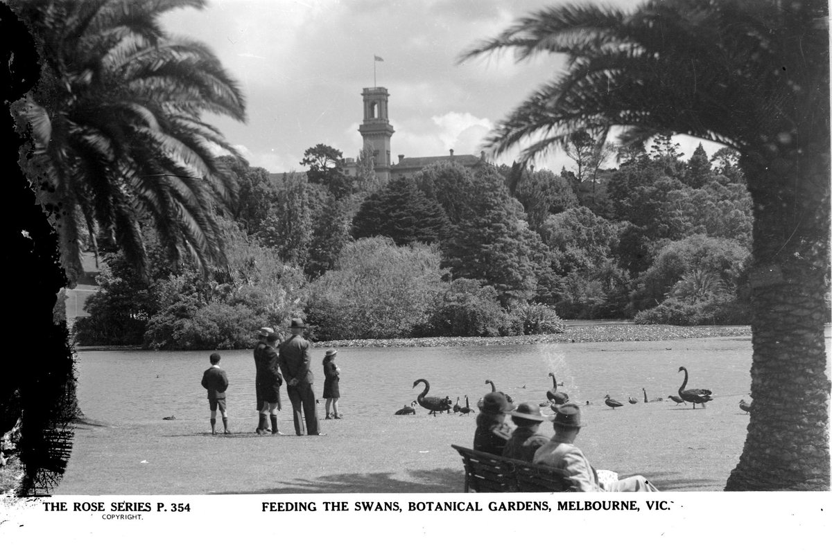 Feeding The Swans, Botanical Gardens, Melbourne, Vic, Melbourne City (1920–54)