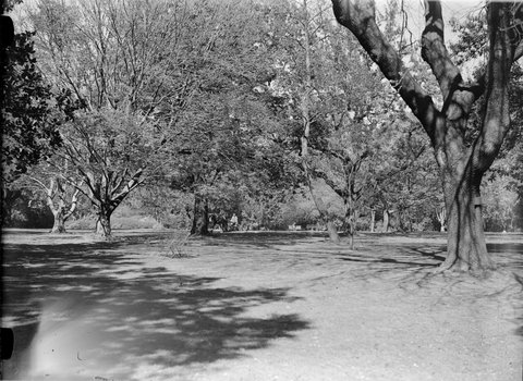 Botanic Gardens, Melbourne, 1947