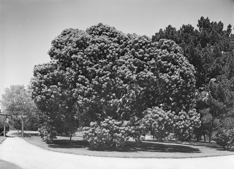 Red Gum Comm. Golf Course, Oakleigh, 1945–54
