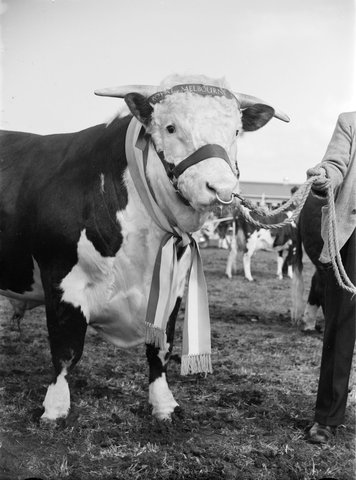 [Champion Hereford Bull, Royal Show, Melbourne], 1947