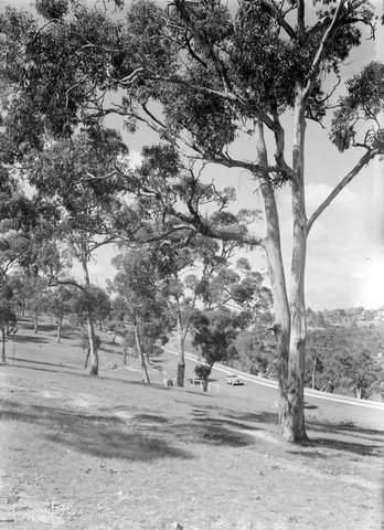 Yarra Boulevard, Kew, 1945–54