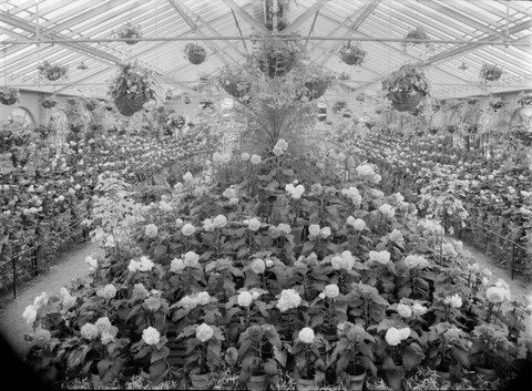 Begonias, Fitzroy Gardens, 1945–54