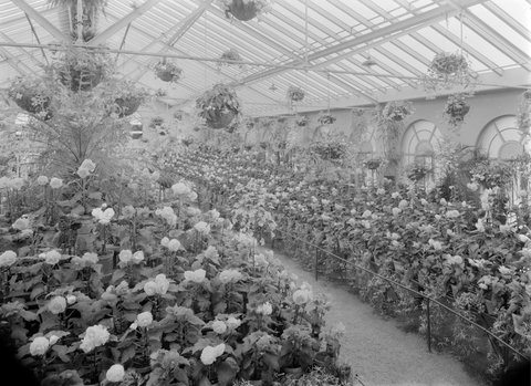 Begonias, Fitzroy Gardens, 1945–54