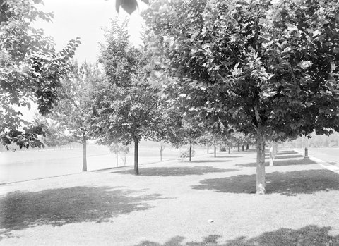 Alexandra Avenue, Melbourne, 1945–54