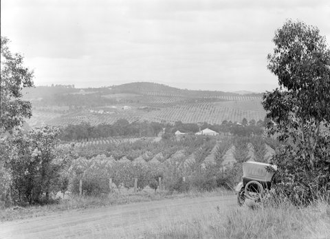 Orchard, Diamond Creek, 1945–54