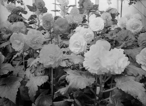 Begonias, Fitzroy Gardens, March, 1937