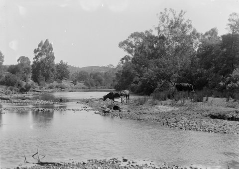 River Yarra, Warrandyte, 1945–54