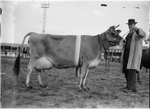 Champion Jersey Cow, Royal Show, Melbourne, 1947