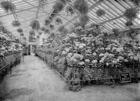 Hydrangeas, Fitzroy Gardens, 1945–54