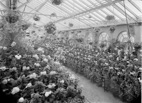 Begonias, Fitzroy Gardens, 1945–54