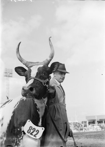 Ayrshire Bull, Royal Show, Melbourne, 1947