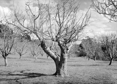 Apple Tree, Greensborough (101 Years), 1945–54