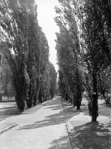 Poplars, Fitzroy Gardens. View of path with avenue of poplars, 1945–54
