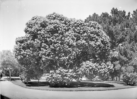 Red Gum Comm. Golf Course, Oakleigh, 1945–54