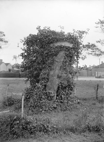 Burke & Wills Commemoration Tree, Essendon, 1938