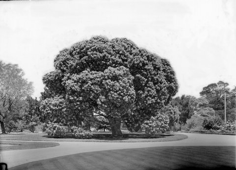 Red Gum Comm. Golf Course, Oakleigh, 1945–54