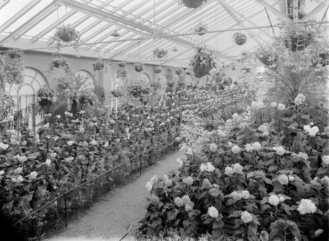 Begonias, Fitzroy Gardens, 1945–54