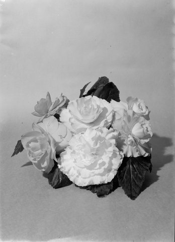 Begonias, Fitzroy Gardens, March, 1937