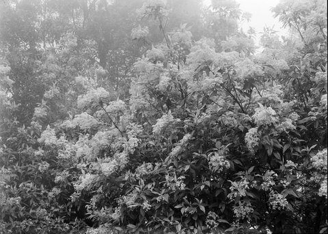 Dandenong Ranges. Shows vegetation, 1945–54