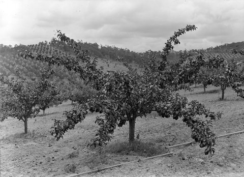 Orchard, Diamond Creek, 1945–54