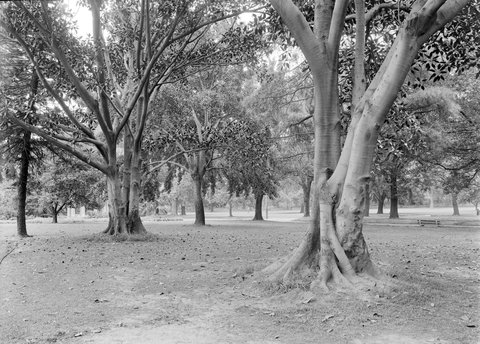 Fitzroy Gardens, 1945–54