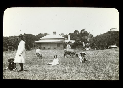 "Ivanhoe" with children and cows - 1908 [slide]