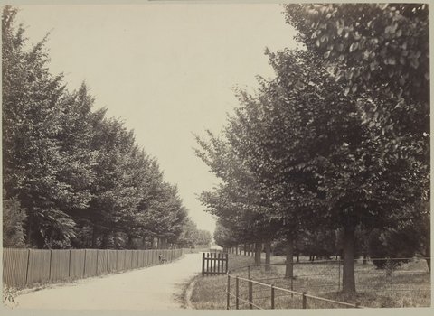Views of Melbourne ... Fitzroy Gardens, c. 1870