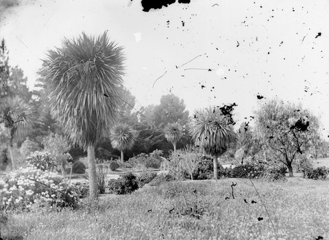 "Botanic Gardens, Williamstown", c. 1920