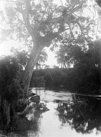 River Yarra, Ivanhoe, 1909