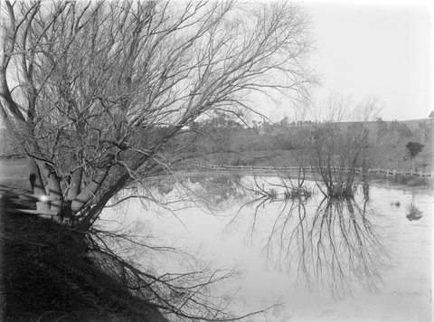 Willows and shadows, Heidelberg, 1900
