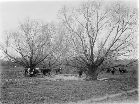 Cattle, Templestowe, 1901