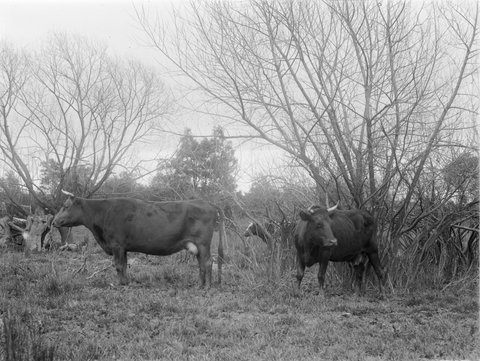 Cattle, Templestowe 2 cows, large, 1901