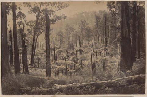 In the Dandenong Ranges [Vic.], c. 1900