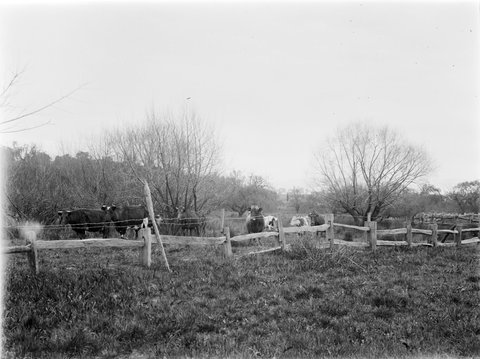 Cattle, Templestowe, 1901