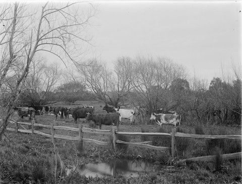 Cattle, Templestowe, 1901