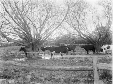 Cattle, Templestowe, 1901