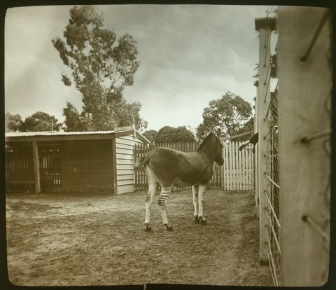 At the Zoo, Melbourne (a zebra in its enclosure), 1875–1930